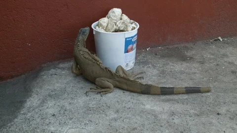 Big lizard iguana sneaking around trash bucket, Tortuguero, Costa Rica Stock Footage 141246907