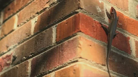 Big Lizard in my Backyard Stock Footage 11082180