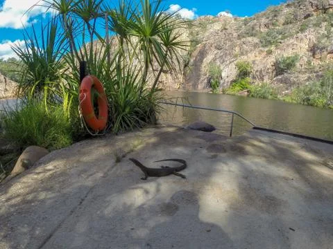 Big lizard at the patchway to the edith falls, Nitmiluk National Park, northe Stock-Fotos