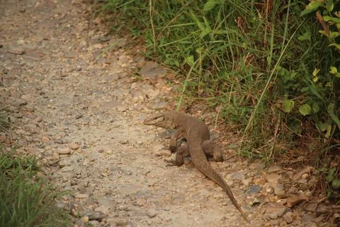 Big lizard on road Foto stock