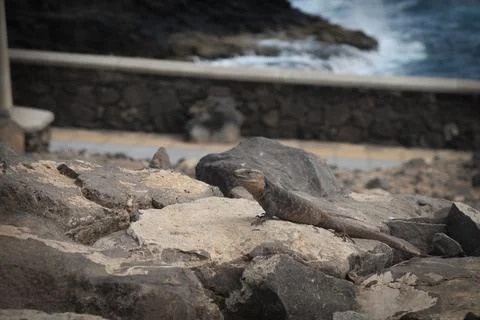 A big lizard sits on a rugged rock Stock Photos