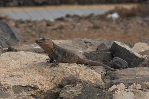 A big lizard sits on a rugged rock Stock Photos