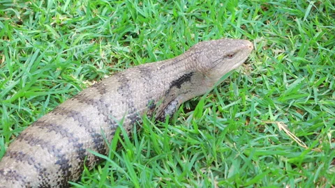 Big lizard standing on the grass in slow motion 120fps Stock Footage 153409736