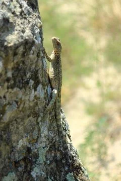 Big lizard on a stone Stock Photos