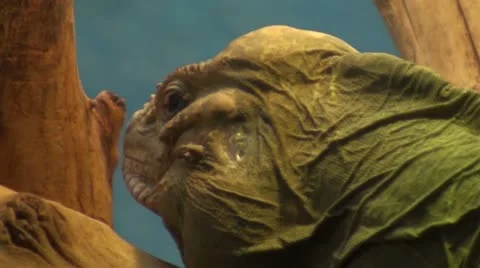 Big lizard zoom out Video stock 10824830