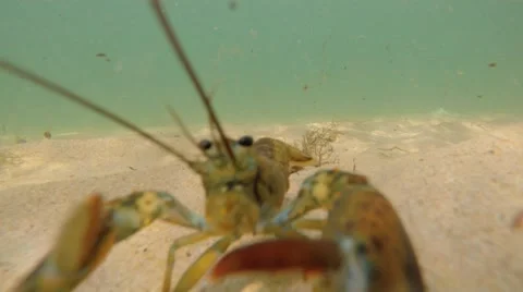 Big lobster in deffense on a sandy ocean floor bottom Stock Footage 55075053