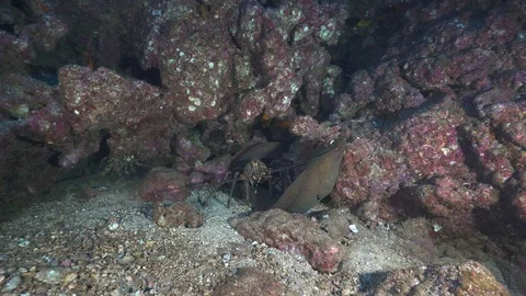 Big lobster walking on a moray eel - Underwater shot Stock Footage 71201773