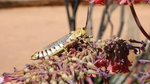 Big Locust Grass hopper sitting on flower in southern Namibia arid desert landsc Stock Footage 102732116