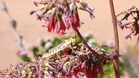 Big Locust Grass hopper sitting on flower in southern Namibia arid desert landsc Stock Footage 102732189