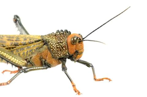 Big locust Stock Photos