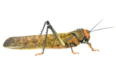 Big locust Foto stock