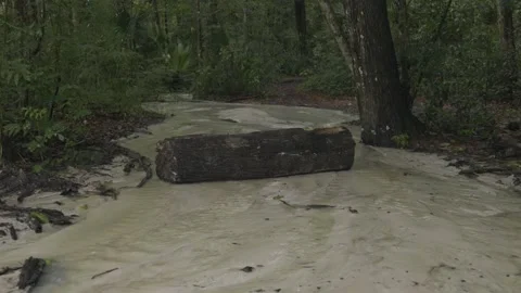 Big Log in The Middle of A Flowing Creek Stock Footage 132434853