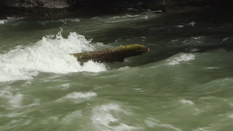 Big log sticks in a wild flowing river in the mountains Stock Footage 214564926