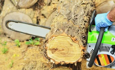 Big log under the chainsaw, in the frame man's hands Stock Photos