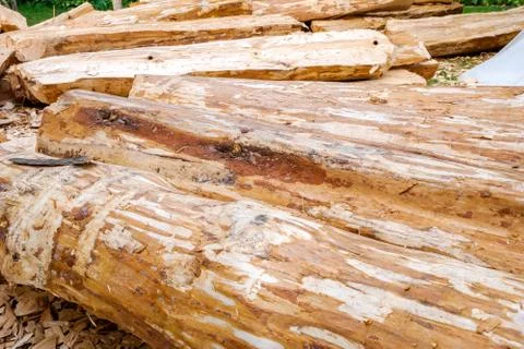 Big logs on the ground Stock Photos