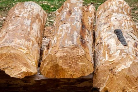 Big logs lying on the ground Stock Photos