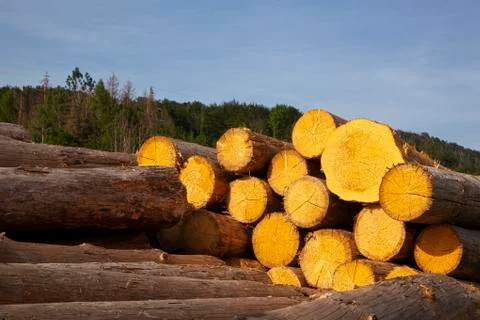 Big logs Stock Photos