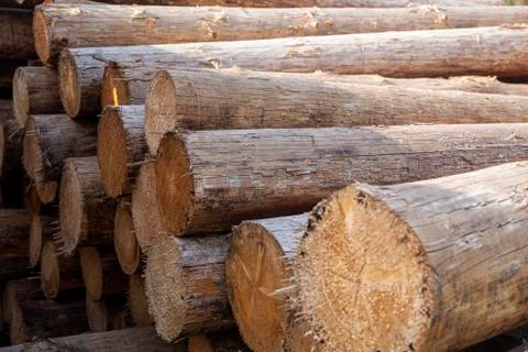 Big logs Stock Photos