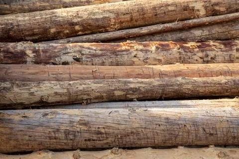 Big logs Stock Photos