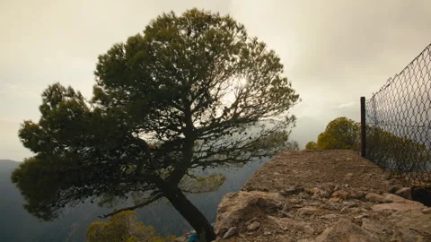 Big lone tree at mountain edge in warm and soft cinematic sunset light Stock Footage 327619200