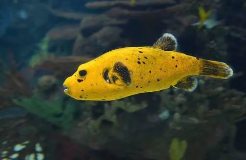 Big lonely fish in the ocean Stock Photos