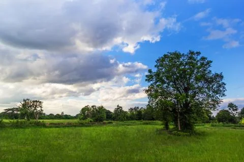 Big lonely tree Stock Photos