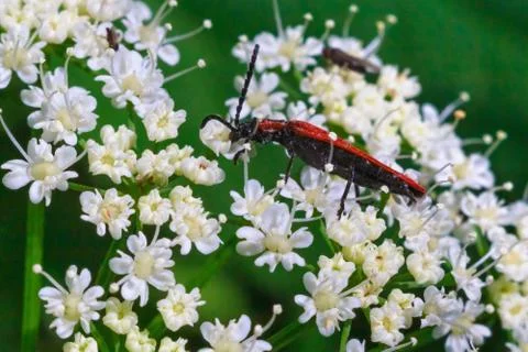 Big long red bug on the small white flowers. Stock Photos