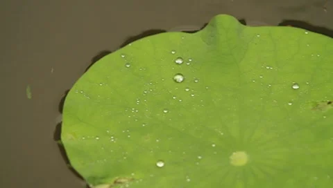 Big lotus leaf with water drops floating on a pond on a rainy day Stock Footage 8640110