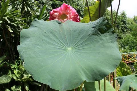 Big lotus Stock Photos