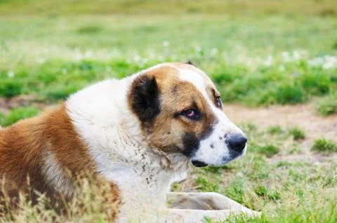Big lying dog Stock Photos