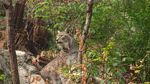 A big lynx sitting and yelling in the zoo in the afternoon Stock Footage 324627428