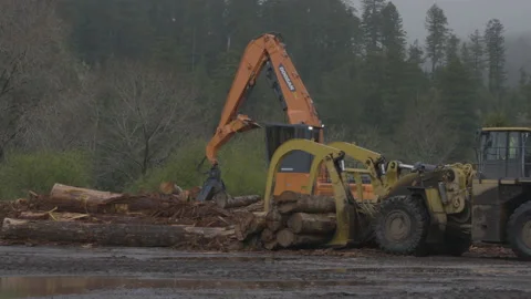 Big Machinery Moving and Stacking Logs in Lumber Yard Next to Trees Wide Shot 4K Stock Footage 146144809