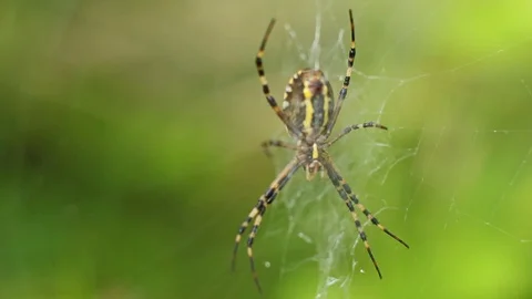 Big macro scary spider Stock Footage 95842308