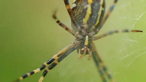 Big macro scary spider Video stock 95842366
