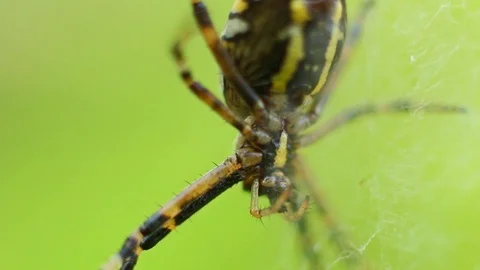 Big macro scary spider Video stock 95842368