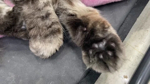 Big maincoon cat moving his hand so relax Stock Footage 310847187