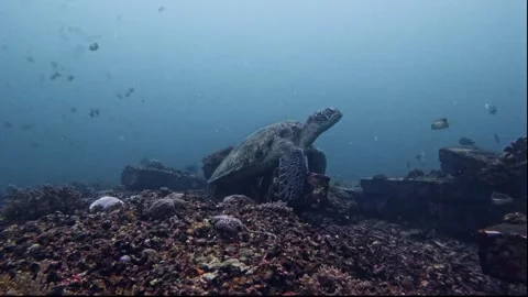 Big majestic Turtle  Video stock 300854743