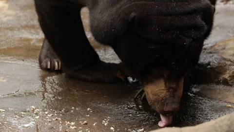 Big Malayan sun bear feeding eating in zoo enclosure, showcasing natural grace Video stock 308388417