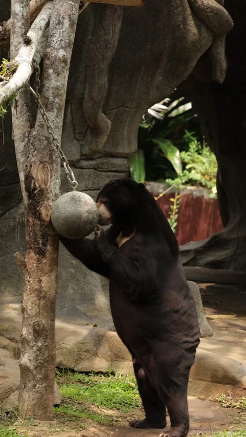 Big Malayan sun bear holding metal ball in zoo enclosure, showcasing natural Video stock 308379145
