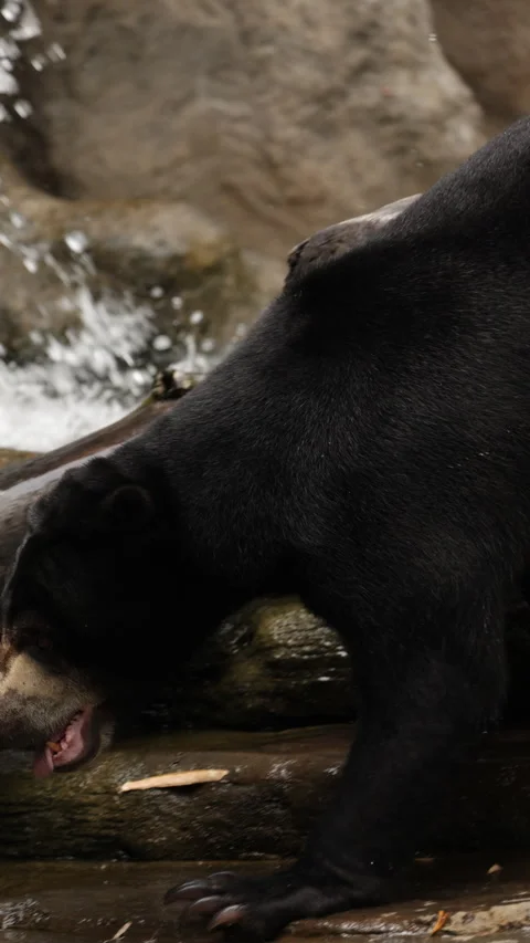 Big Malayan sun bear walks in its zoo enclosure, showcasing its natural grace Stock Footage 308379695