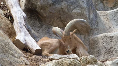 Big male barbary sheep is resting in shadow on a rock Stock Footage 115068341