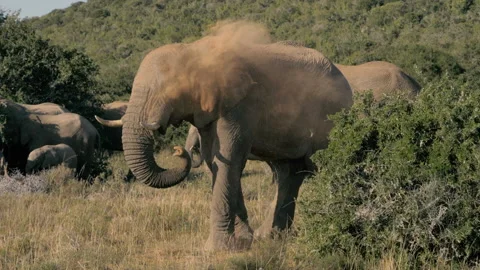 Big Male Elephant Spraying Dust Slow Motion Stock Footage