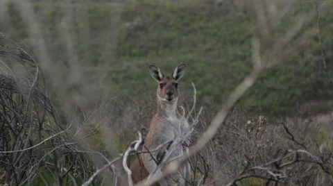 Big male Kangaroo at dusk in bush Stock Footage 59779302