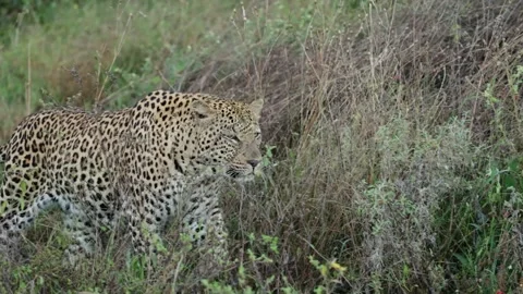 Big male leopard approaching closer and closer Stock Footage 333573531