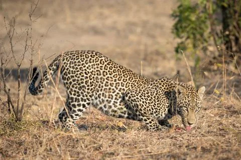 Big male leopard crouching down Stock Photos