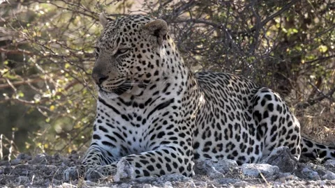 Big Male Leopard Stock Footage 146582171