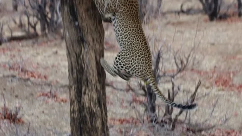 A big male leopard jumping into a tree Stock Footage 285220777