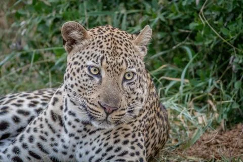 Big male Leopard laying down in the grass. Stock Photos