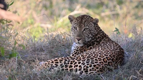 Big male Leopard making eye contact Stock Footage 154885384