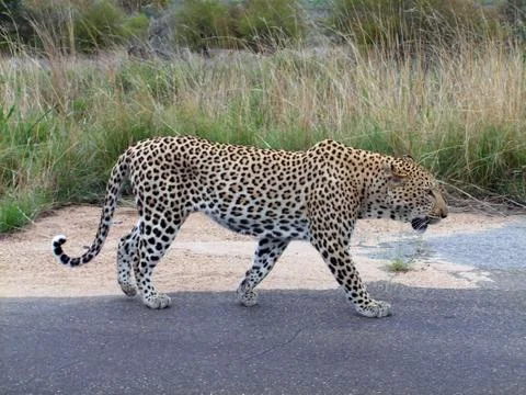 Big male leopard Stock Photos
